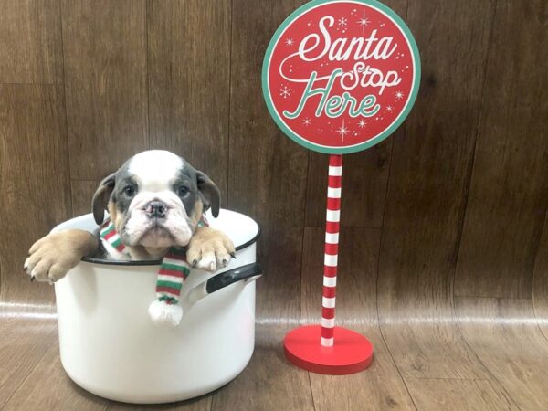 Bulldog DOG Male Black 1347 Petland Lancaster