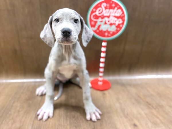 Great Dane DOG Female Dapple 1352 Petland Lancaster, Ohio