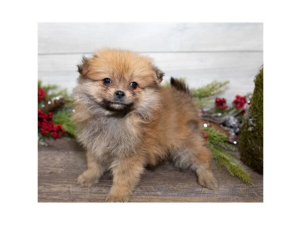 Pomeranian DOG Male Orange Sable 1358 Petland Lancaster, Ohio