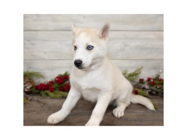 Siberian Husky DOG Male Red / White 1359 Petland Lancaster, Ohio