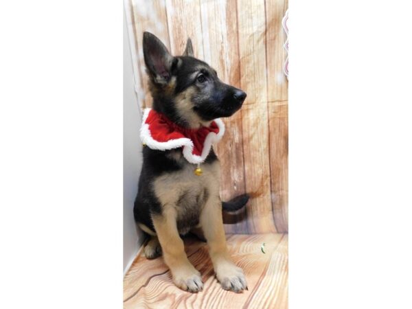 German Shepherd Dog-DOG-Female-Black / Tan-1361-Petland Lancaster, Ohio