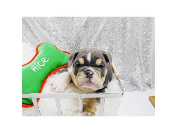 Bulldog-DOG-Male-Blue Tan / White-1362-Petland Lancaster, Ohio