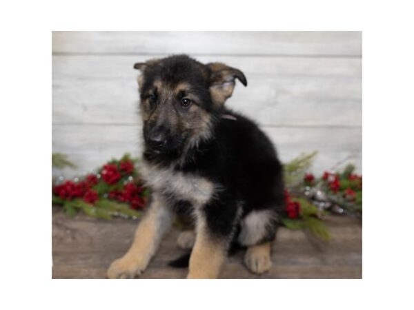 German Shepherd Dog DOG Male Black / Tan 1360 Petland Lancaster, Ohio