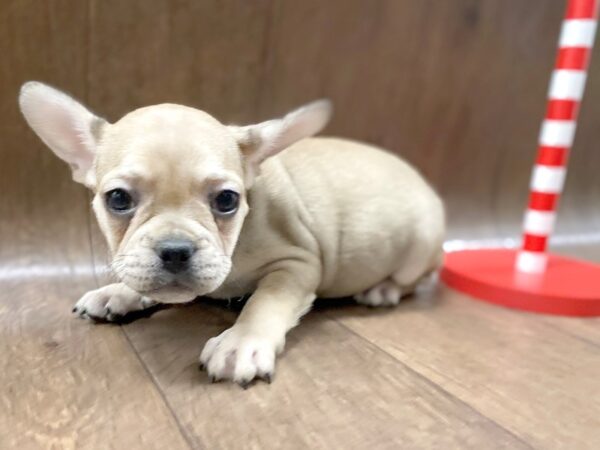 French Bulldog DOG Male fawn 1357 Petland Lancaster