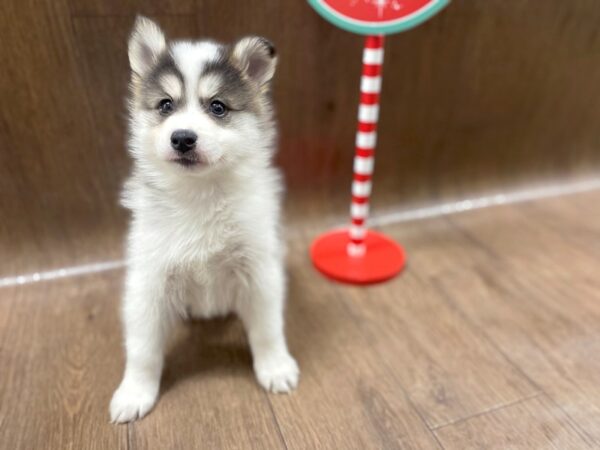 Pomsky DOG Male Black & White 1356 Petland Lancaster, Ohio