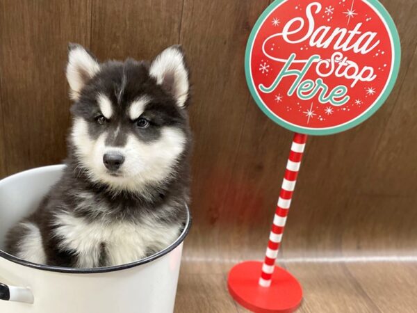 Siberian Husky DOG Male Black White 1353 Petland Lancaster, Ohio