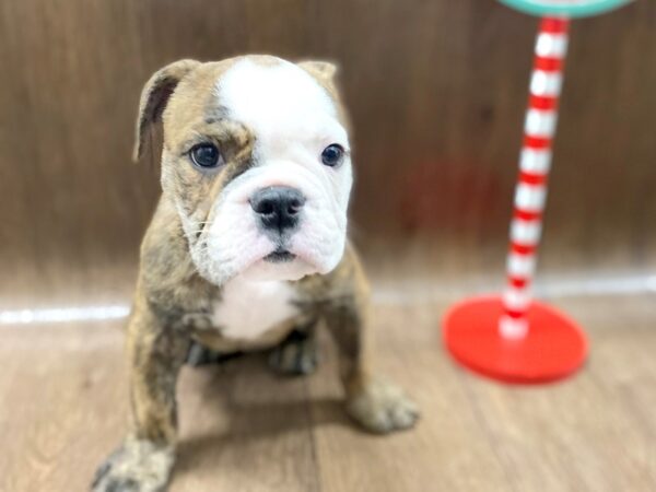 Olde English Bulldog-DOG-Male-brindle-1364-Petland Lancaster, Ohio