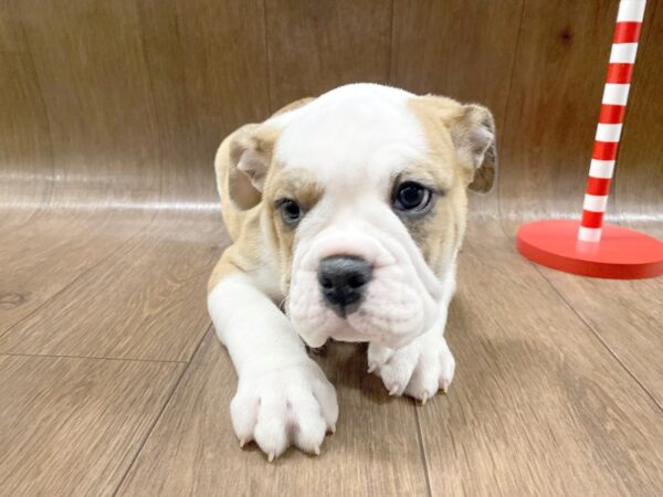 Victorian Bulldog-DOG-Female-wht and tan-1363-Petland Lancaster, Ohio