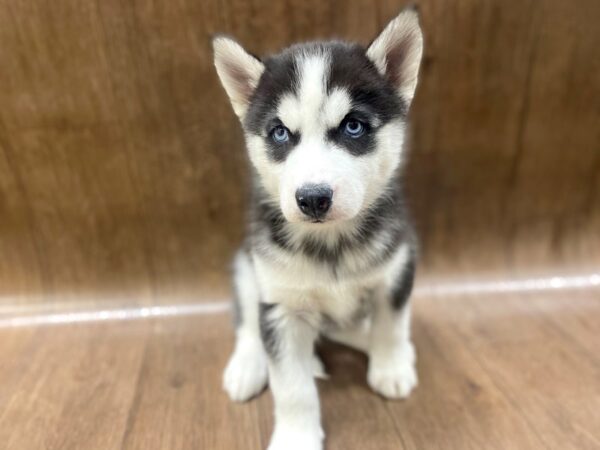 Siberian Husky DOG Female Black White 1354 Petland Lancaster, Ohio