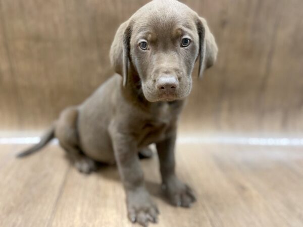 Labrador Retriever DOG Male Chocolate 1355 Petland Lancaster, Ohio