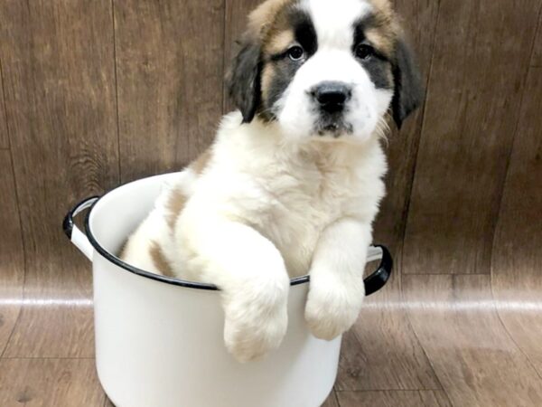 Saint Bernard DOG Male Sable & White 1369 Petland Lancaster, Ohio