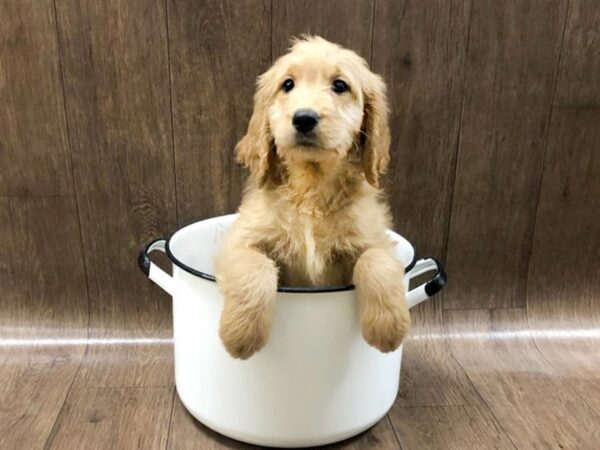 Goldendoodle DOG Male Golden 1368 Petland Lancaster, Ohio