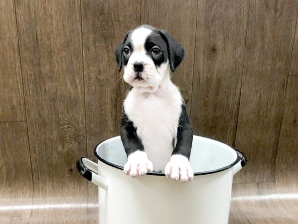 Boxer DOG Male Black & White 1367 Petland Lancaster, Ohio