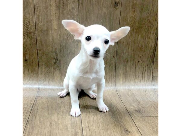 Chihuahua-DOG-Male-Cream-1365-Petland Lancaster, Ohio