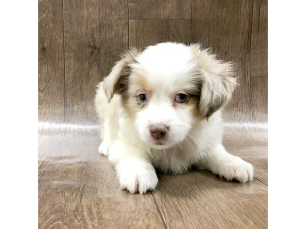 Mini Aussie DOG Male RED MERLE 1370 Petland Lancaster, Ohio