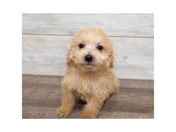 Goldendoodle Mini DOG Female Golden 1372 Petland Lancaster