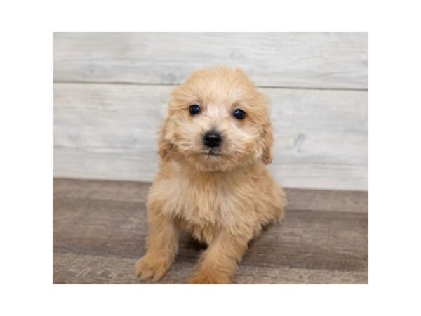 Goldendoodle Mini DOG Female Golden 1372 Petland Lancaster, Ohio