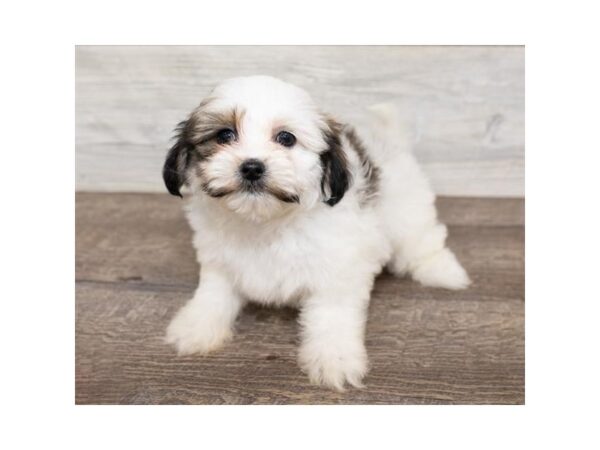 Teddy DOG Female Gold / White 1373 Petland Lancaster, Ohio