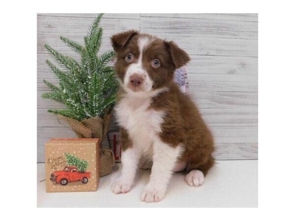 Australian Shepherd DOG Female Red / White 1374 Petland Lancaster, Ohio