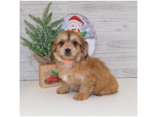 Teddy Bear-DOG-Female-Gold-1375-Petland Lancaster, Ohio