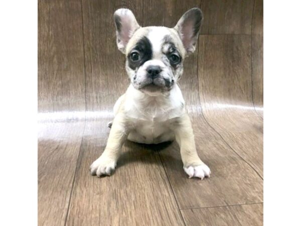 French Bulldog DOG Female fawn merle 1376 Petland Lancaster