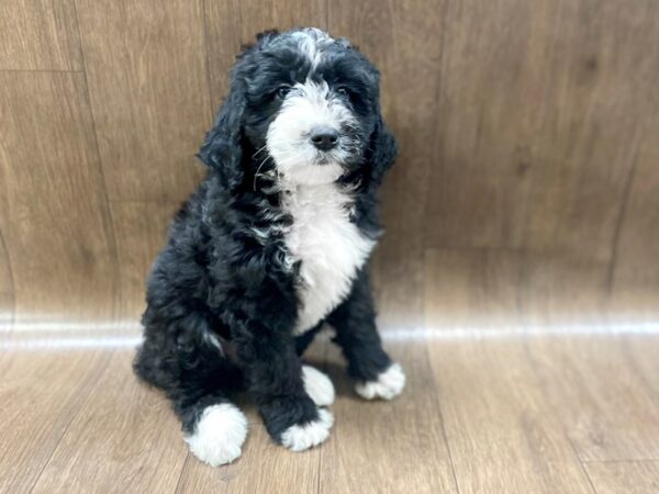 BernieDoodle-DOG-Female-Black & White-1377-Petland Lancaster, Ohio