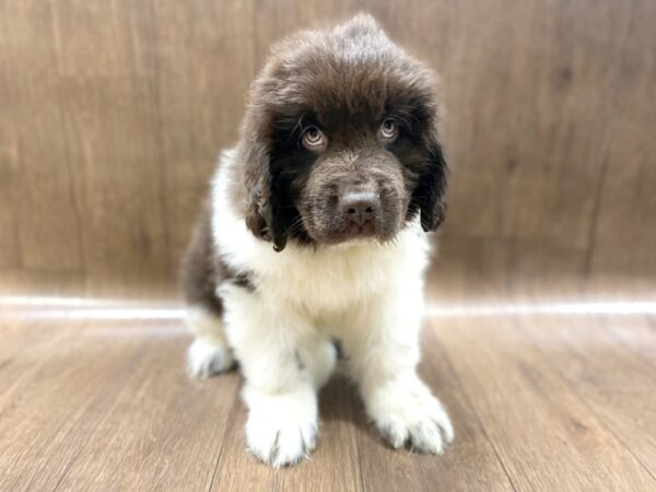 Newfoundland DOG Male Chocolate White 1378 Petland Lancaster, Ohio