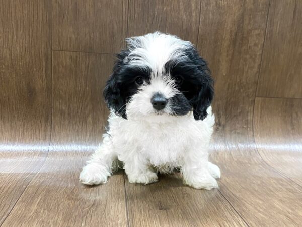 Cavapoo-DOG-Female-Black & White-1379-Petland Lancaster, Ohio