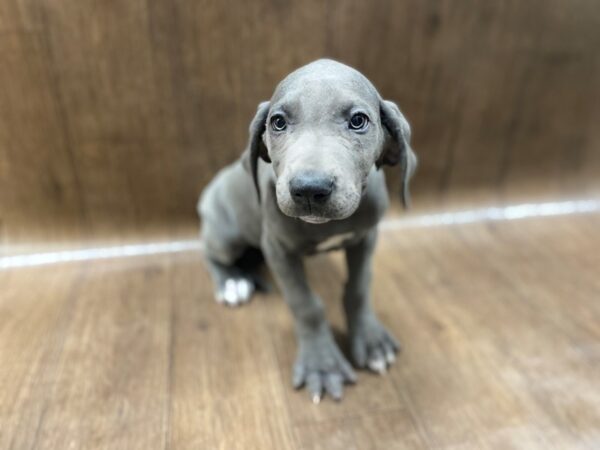 Great Dane-DOG-Female-Gray-1380-Petland Lancaster, Ohio