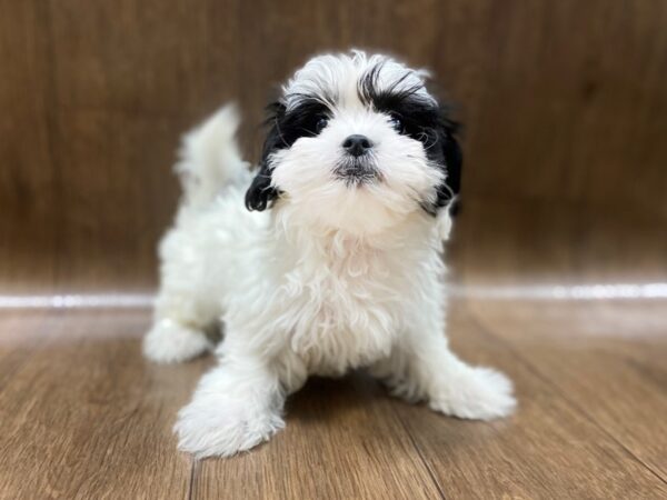 Teddy Bear DOG Female blk & wht 1383 Petland Lancaster, Ohio