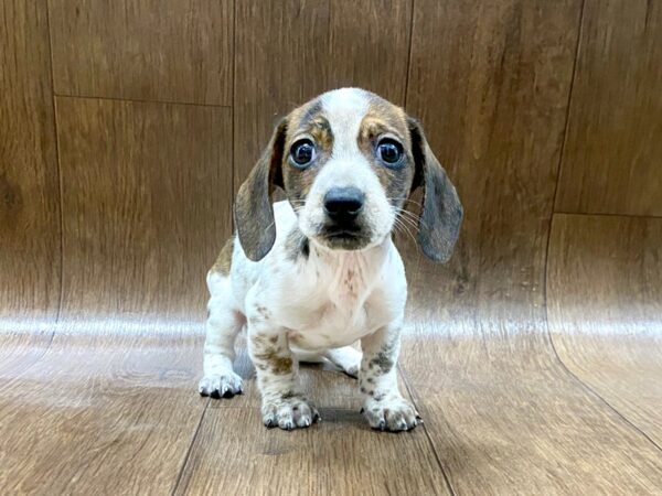 Dachshund DOG Male wldbr 1384 Petland Lancaster, Ohio