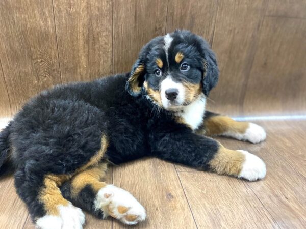 Bernese Mountain Dog-DOG-Male-blk wht & tn-1385-Petland Lancaster