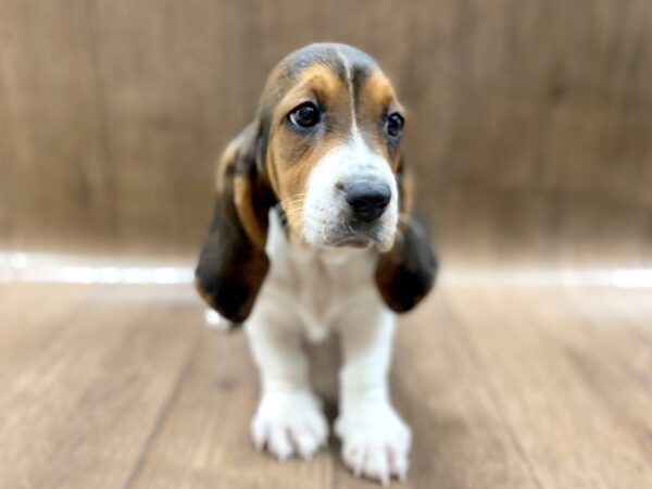 Basset Hound DOG Male blk wht & tn 1386 Petland Lancaster, Ohio