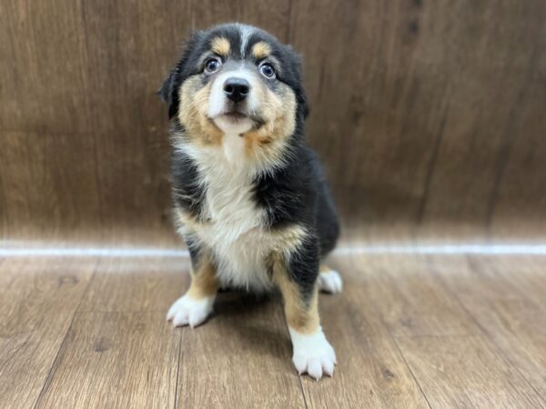 Australian Shepherd DOG Female blk, wht mkgs tan pts 1387 Petland Lancaster, Ohio