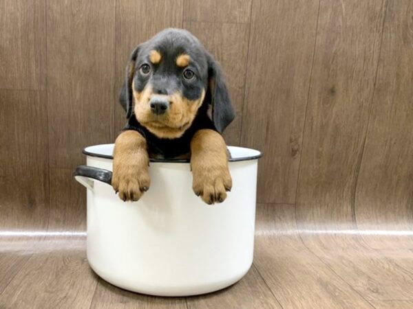 Rottweiler-DOG-Female-blk  & rst-1393-Petland Lancaster, Ohio