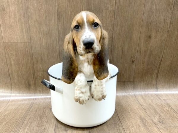 Basset Hound DOG Female blk wh & br 1392 Petland Lancaster
