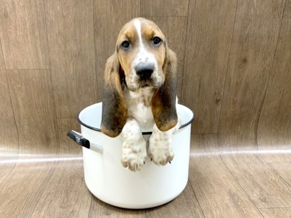 Basset Hound DOG Female blk wh & br 1392 Petland Lancaster, Ohio