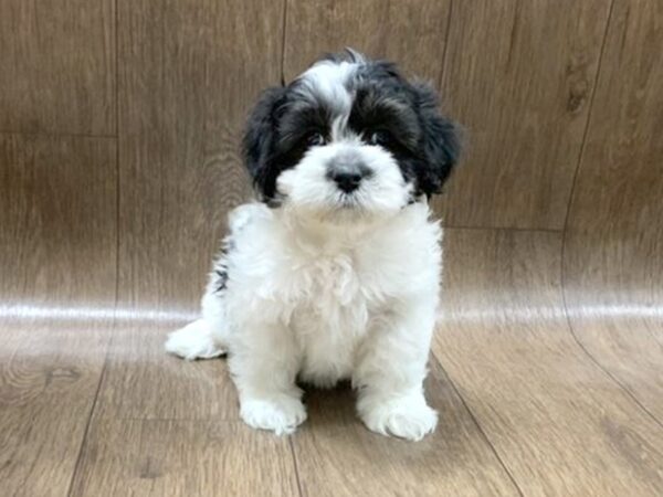 Teddy Bear-DOG-Female-blk & wh-1391-Petland Lancaster, Ohio