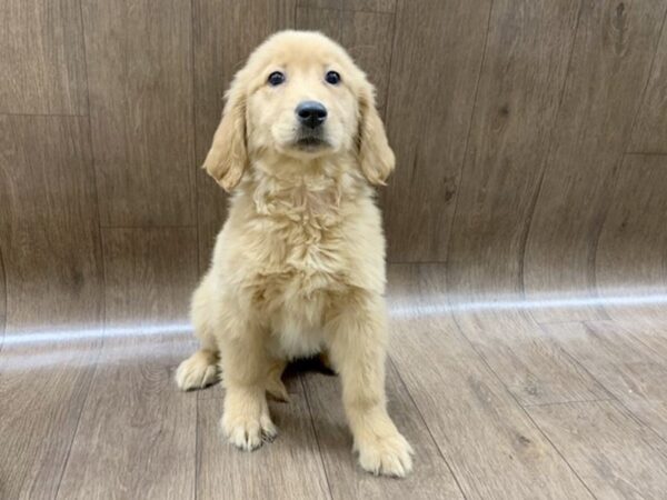 Golden Retriever DOG Female gldn 1390 Petland Lancaster, Ohio