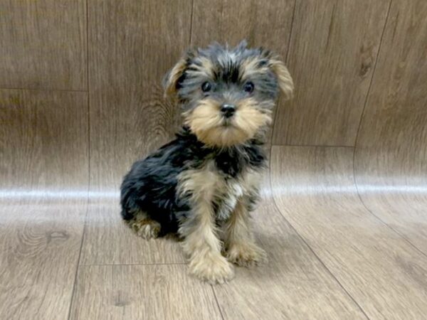 Yorkshire Terrier DOG Female blk & tn, 1388 Petland Lancaster