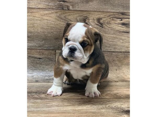 Bulldog DOG Female Red / White 1399 Petland Lancaster, Ohio