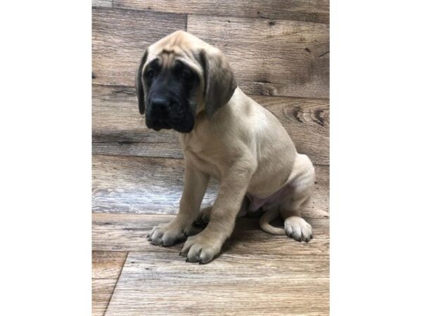 Mastiff-DOG-Male-Fawn-1400-Petland Lancaster, Ohio