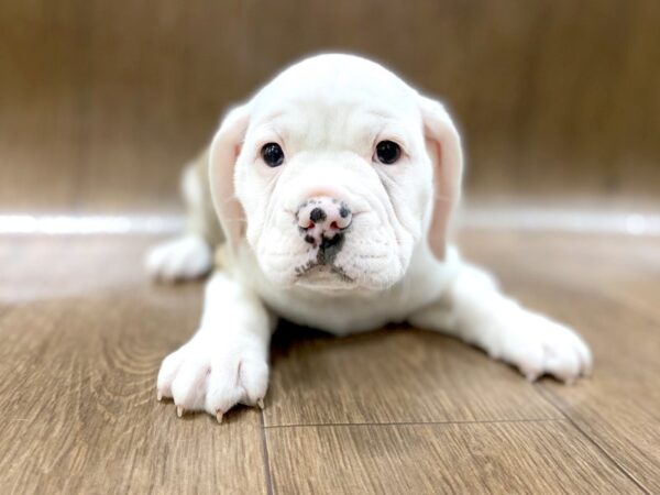 Bull Puggle-DOG-Female-brown white-1396-Petland Lancaster, Ohio