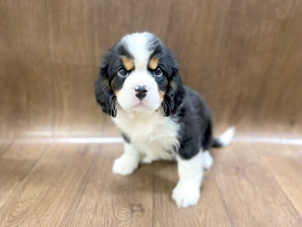 Mini Bernese-DOG-Female-Tri Color-1394-Petland Lancaster