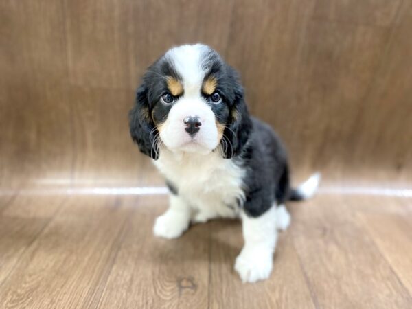 Mini Bernese-DOG-Female-Tri Color-1394-Petland Lancaster, Ohio