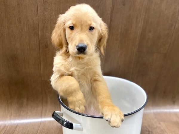 Golden Retriever-DOG-Male-Golden-1404-Petland Lancaster, Ohio