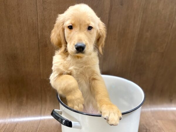 Golden Retriever DOG Male Golden 1404 Petland Lancaster, Ohio