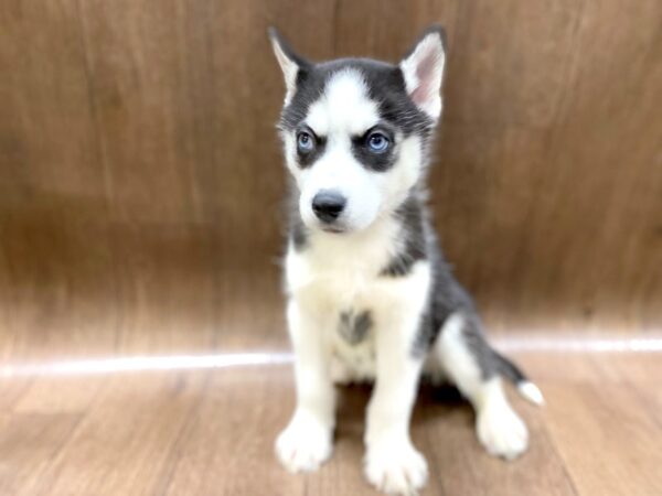 Siberian Husky DOG Male Black / White 1403 Petland Lancaster, Ohio