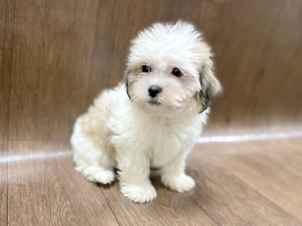 Teddy Bear DOG Female Gold / White 1402 Petland Lancaster, Ohio