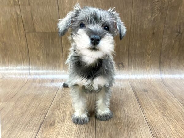 Miniature Schnauzer DOG Female SALT PEPPER 1395 Petland Lancaster, Ohio